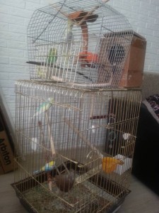 Приму в дар самку Кореллы - 20180428_180520.jpg