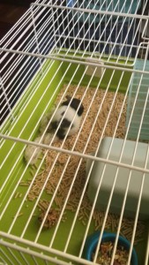 Отдам сирийского хомяка МО, Москва  - 17923F94-9B44-459F-9FE8-D477E87AC764.jpeg