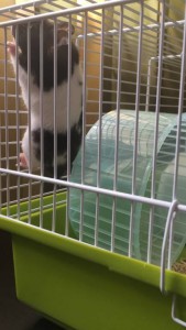 Отдам сирийского хомяка МО, Москва  - 701D0DF3-22C9-4685-AFE5-7369EDA2634E.jpeg