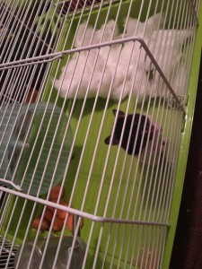 Отдам сирийского хомяка МО, Москва  - 36D8E77E-8774-43E0-8413-04FDD3B3100D.jpeg