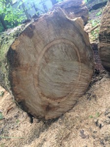 Дубовое полено ~6 м распиленное на куски  - 6394C96F-82BC-4FBA-949A-87D4AD0BC08E.jpeg