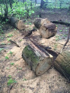 Дубовое полено ~6 м распиленное на куски  - 7D0E754A-632F-4724-8DDF-304B1E260F40.jpeg