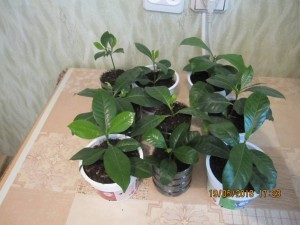 Отдам Гардению - 2018-05-19 14-23-32.JPG