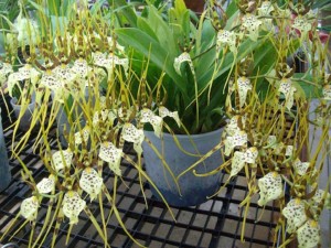 ОТДАНО. Изящные растения. - Брассия в коллекциях.jpg