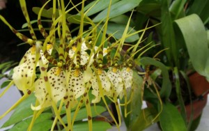 ОТДАНО. Изящные растения. - brassija5.jpg