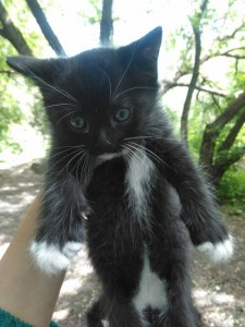 Котята - IMG_20180527_104051.jpg