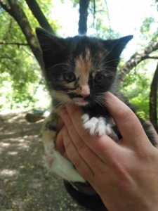 Котята - IMG_20180527_103721.jpg