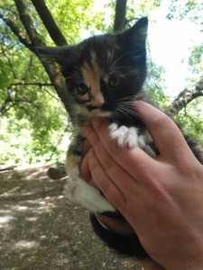 Котята - IMG_20180527_103718.jpg