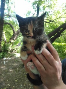 Котята - IMG_20180527_103653.jpg