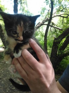 Котята - IMG_20180527_103651.jpg