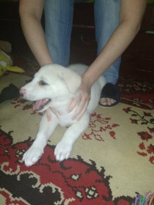 Щенок в дар. - IMG_20180523_142835.jpg