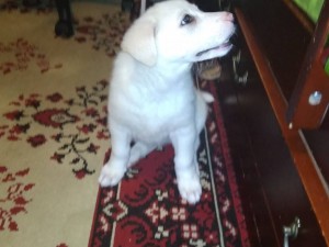 Щенок в дар. - IMG_20180522_005717.jpg