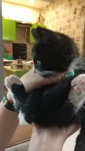 Отдам котенка - IMG_20180530_223642.jpg