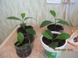 Отдам Гардению - 2018-06-04 07-21-40.JPG