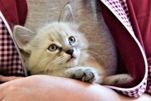 Это девочка