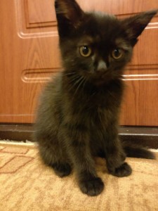 Котёнок, 2.5 месяца - IMG_20180619_233852.jpg