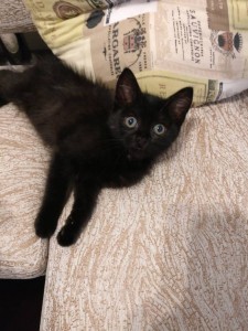 Котёнок, 2.5 месяца - IMG_20180624_160122.jpg