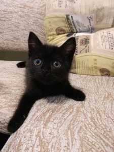 Котёнок, 2.5 месяца - IMG_20180624_160201.jpg