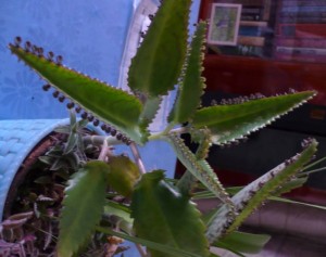 каланхоэ ("доктор")