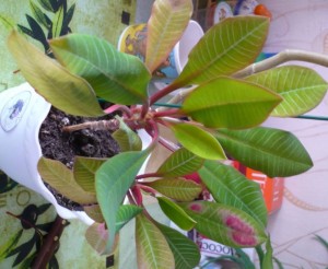 Отдам пальму - палм.jpg