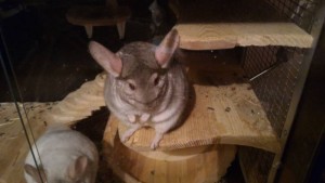 Шиншиллы в добрые руки. - QIQCP8oAraQ.jpg