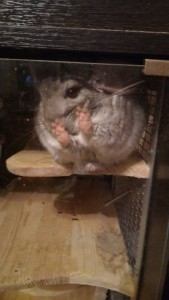 Шиншиллы в добрые руки. - PxxO_olMfT4.jpg