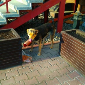 Если кто-то может взять хорошего щенка с улицы просьба написать, ждет у тц, метро Бульвар Рокоссовского. - bxIzRYz8lY8.jpg