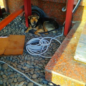 Если кто-то может взять хорошего щенка с улицы просьба написать, ждет у тц, метро Бульвар Рокоссовского. - IXvXoHU7Xjk.jpg