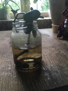 Отдам отростки цветов с корнями - цв3.jpg