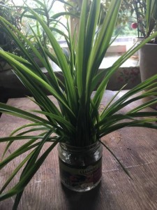 Отдам отростки цветов с корнями - цв.jpg