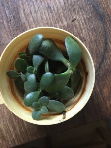 Отдам отростки цветов с корнями - цв2.jpg