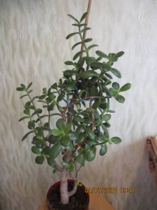 Денежное дерево Отдала  - 2018-07-04 10-41-42.JPG