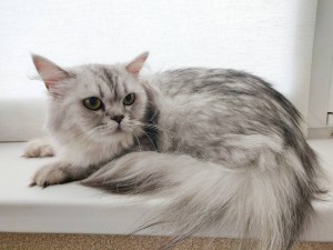 Отдам в добрые руки породистую британскую шиншиллу - IMG_20180706_132810__01.jpg