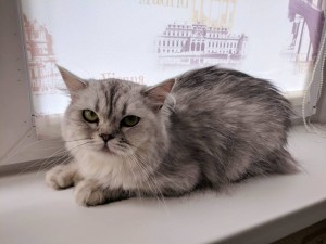 Отдам в добрые руки породистую британскую шиншиллу - IMG_20180707_175011__01.jpg