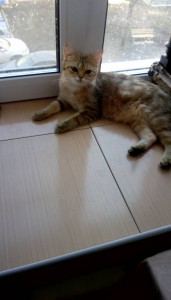 Отдам даром молодую шотландскую кошечку - IMAG4720.jpg