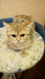 Отдам даром молодую шотландскую кошечку - IMAG1906.jpg