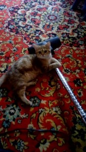 Отдам даром молодую шотландскую кошечку - IMAG4085.jpg