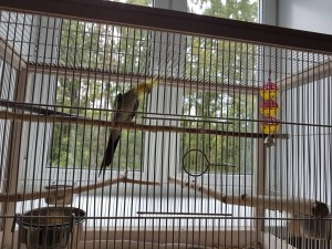 Отдам в добрые руки попугая Кореллу самца с клеткой и принадлежностями - 20180724_122806.jpg