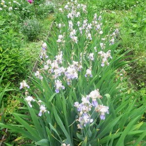 Отдам в дар многолетние ирисы, - 37907766_1647840265342503_5474118908912861184_n.jpg