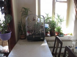 Отдам в добрые руки попугая Кореллу самца с клеткой и принадлежностями - IMG_9344.JPG