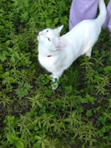 Приму с благодарностью просроченное овощное пюре - IMG-20180524-WA0010.jpg