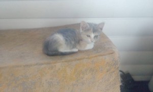 Отдам Кошечку - 11d7110c-178f-47eb-8a44-9a8a1b365f8c.jpg