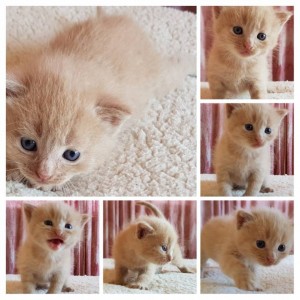 Очень симпатичные котятки и замечательная кошечка в добрые руки - 20180817_125227-COLLAGE.jpg