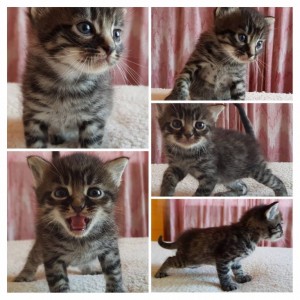 Очень симпатичные котятки и замечательная кошечка в добрые руки - 20180817_124742-COLLAGE.jpg