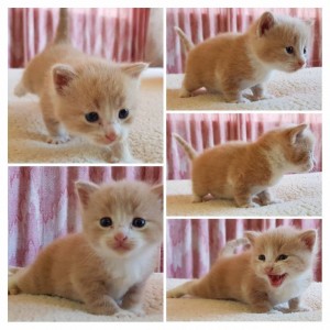 Очень симпатичные котятки и замечательная кошечка в добрые руки - 20180817_125631-COLLAGE.jpg