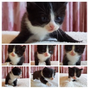 Очень симпатичные котятки и замечательная кошечка в добрые руки - 20180817_125111-COLLAGE.jpg