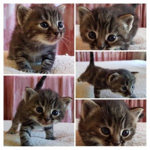 Очень симпатичные котятки и замечательная кошечка в добрые руки - 20180817_125522-COLLAGE.jpg