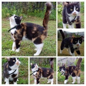 Очень симпатичные котятки и замечательная кошечка в добрые руки - IMG-a01c03c89e59d6f328bd63bff862d26f-V.jpg