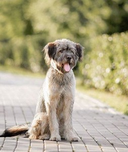 Тесла так заждался настоящую семью