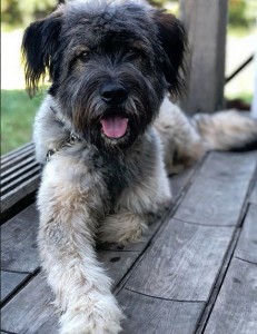 Привет от Теслы, галантного, обаятельного, ласкового и умного малыша